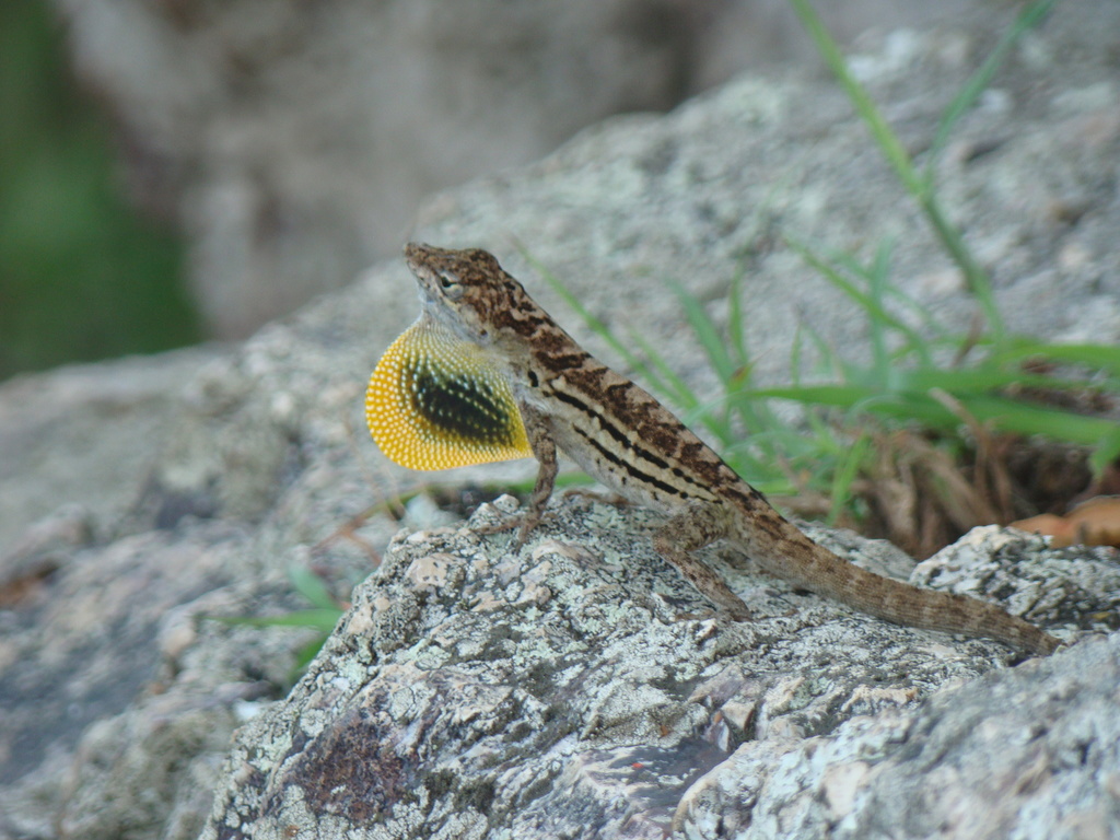 Striped Anole