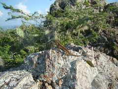 Anolis lineatus