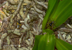 Chauliognathus malleri