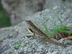 Anolis lineatus