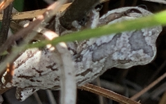 Dryophytes femoralis image