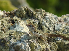 Anolis lineatus