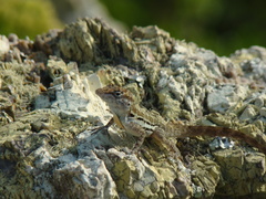 Anolis lineatus