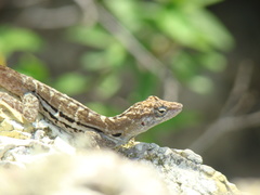 Anolis lineatus