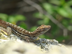 Anolis lineatus