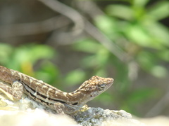 Anolis lineatus