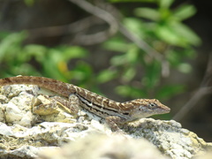 Anolis lineatus