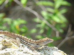 Anolis lineatus