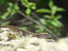 Anolis lineatus