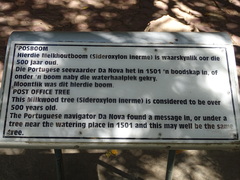 Sideroxylon inerme inerme