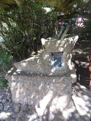 Sideroxylon inerme inerme