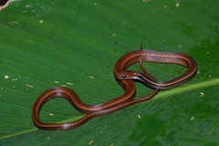 Rhadinaea decorata