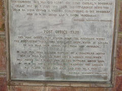 Sideroxylon inerme inerme