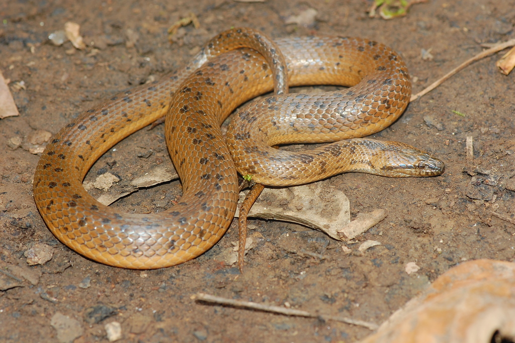 Orangebelly Swamp Snake