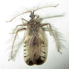 Holoptilus nebulosus