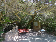 Sideroxylon inerme inerme