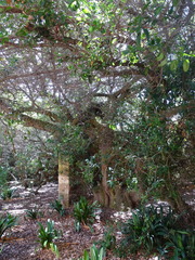 Sideroxylon inerme inerme