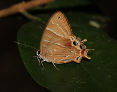 Saribia tepahi