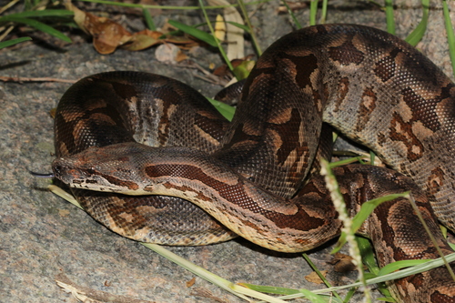 Dumeril's Boa
