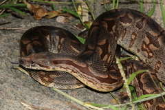 Acrantophis dumerili