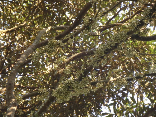 Image of Durio zibethinus by (c) Samuel Lee, some rights reserved (CC BY)
