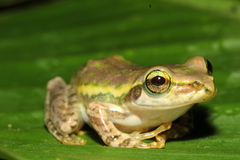 Boophis microtympanum