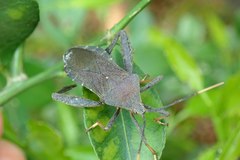 Pseudomictis distinctus