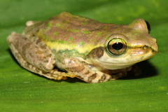 Boophis microtympanum