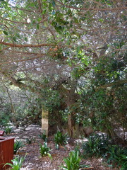 Sideroxylon inerme inerme