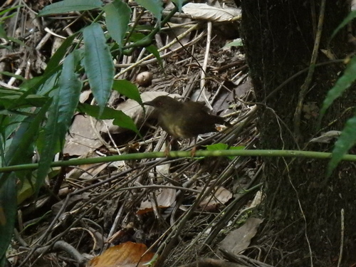 Asian Red-eyed Bulbul (Pycnonotus brunneus), photo 2