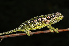Furcifer lateralis