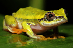 Heterixalus betsileo