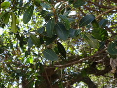 Sideroxylon inerme inerme