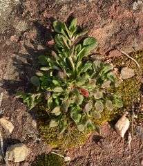 Rumex bucephalophorus