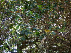 Sideroxylon inerme inerme