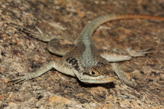 Oplurus grandidieri