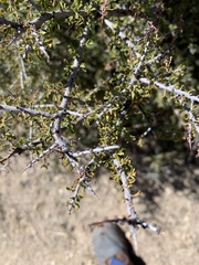 Condalia warnockii