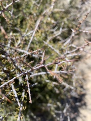 Condalia warnockii