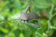 Pseudomictis distinctus