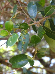 Eriophyes inermae