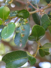 Sideroxylon inerme inerme