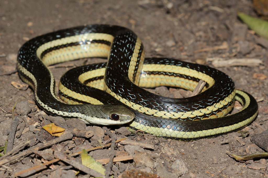 Lateral Water Snake