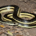 Lateral Water Snake - Photo (c) a_f_r, some rights reserved (CC BY-NC), uploaded by a_f_r