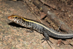 Zonosaurus laticaudatus