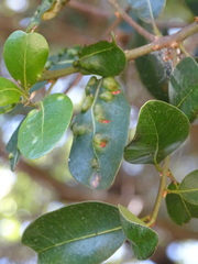 Sideroxylon inerme inerme