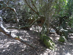 Sideroxylon inerme inerme