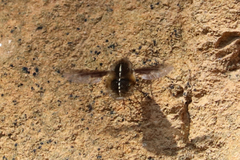 Bombylius analis
