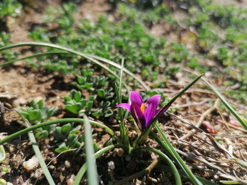 Corsicaanse romulea (Romulea corsica)