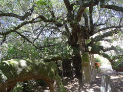 Sideroxylon inerme inerme