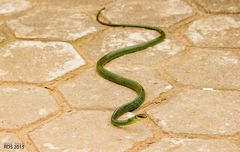 Chironius bicarinatus